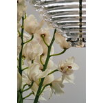 Tom Dixon Press Cone LED pendant, 2700K, clear, decoration image