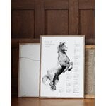 Teemu Järvi Illustrations Affiche Année du Cheval 2026, 50 x 70 cm, image décorative