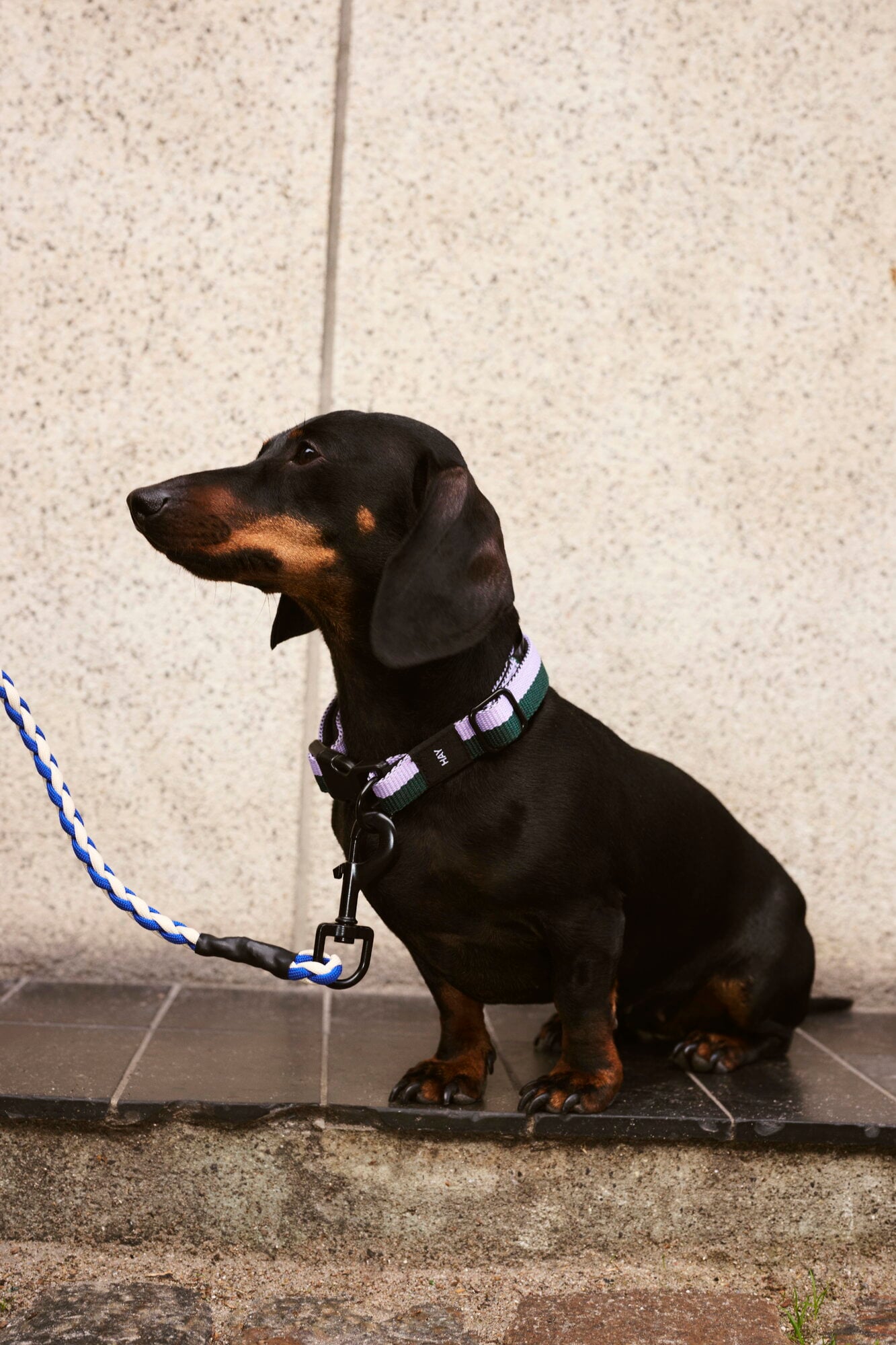 HAY Dogs collar, flat, S-M, lavender - green | Finnish Design Shop
