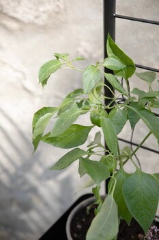 Eva Solo Grigliato per fioriera Simply Grow, nero, immagine decorativa