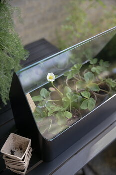 Eva Solo Simply Grow minikasvihuone, 42 x 20 cm, musta, sisustuskuva