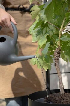 Eva Solo Trellis per vaso Simply Grow, per vaso da 37 cm, nero, immagine decorativa