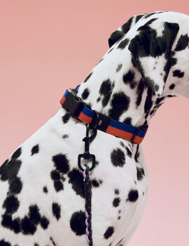 HAY Collare HAY Dogs, piatto, M-L, rosso - blu, immagine decorativa