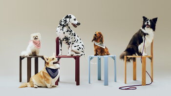 HAY Guinzaglio HAY Dogs, intrecciato, rosso - blu, immagine decorativa