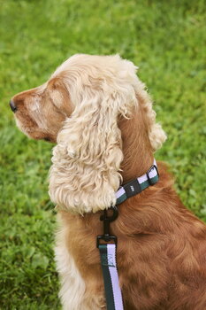 HAY HAY Dogs Hundehalsband, glatt, M-L, Lavendelfarben - Grün
