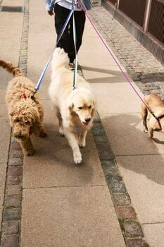 HAY HAY dogs leash, flat, M-L, lavender - green