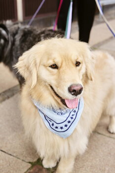 HAY HAY Dogs scarf, 55 x 55 cm, light blue