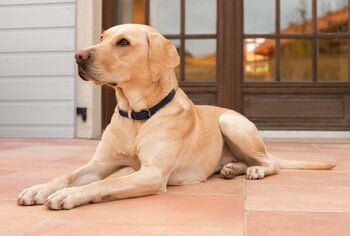 Masimalo Colour Block collar, navy - grandala blue, decoration image