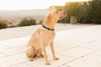 Masimalo Colour Block collar, navy - grandala blue, decoration image