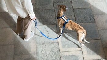 Masimalo Colour Block leash, navy - grandala blue, decoration image