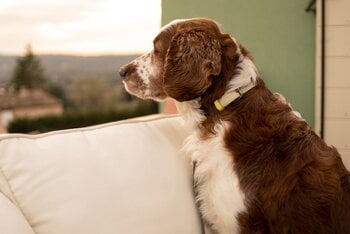 Masimalo Colour Block collar, light sage - khaki, decoration image