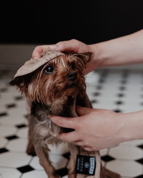 Pet accessories, Drying towel, 30 x 50 cm, taupe, Brown