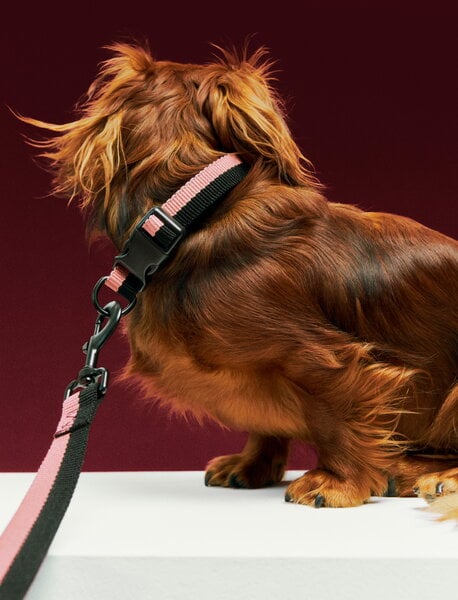 Accessori per animali, Collare Dogs, piatto, S-M, rosa - nero di HAY, Nero