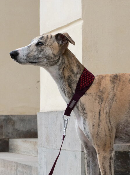 Pet accessories, 3D Knit collar, aubergine - lava, Purple