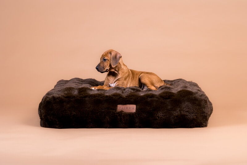 PAIKKA Orthopedic Plush Bed Lounge koiranpeti, ruskea, näkymä 3