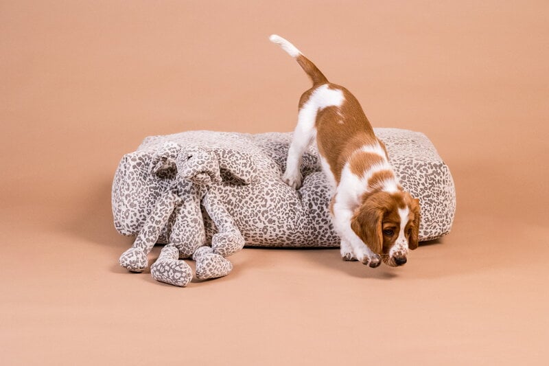 PAIKKA Bed Stone Leo dog bed, grey leopard, decoration image