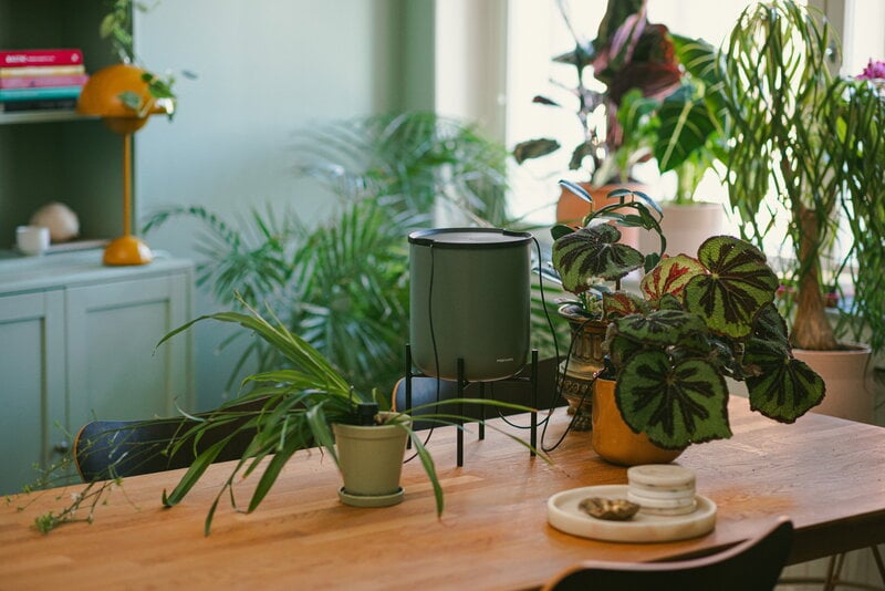 picture money tree Money Tree – Fragrance Plants and Flowers main image 1