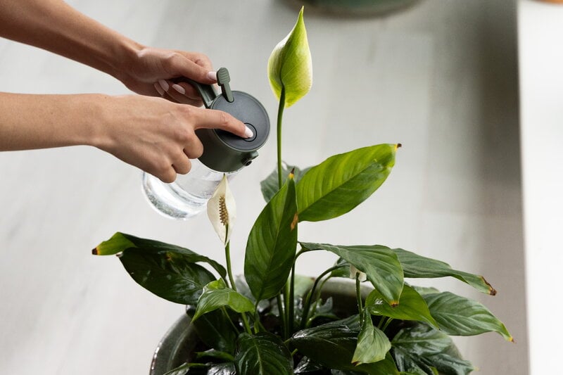Fiskars Arrosoir Plant Care mist and pour, vert - transparent, image décorative