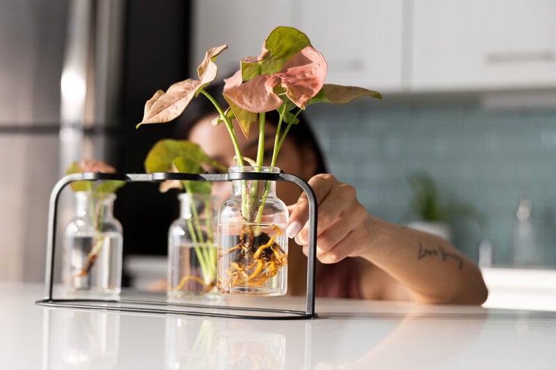 Fiskars Plant Care propagation station, green - black - clear, decoration image
