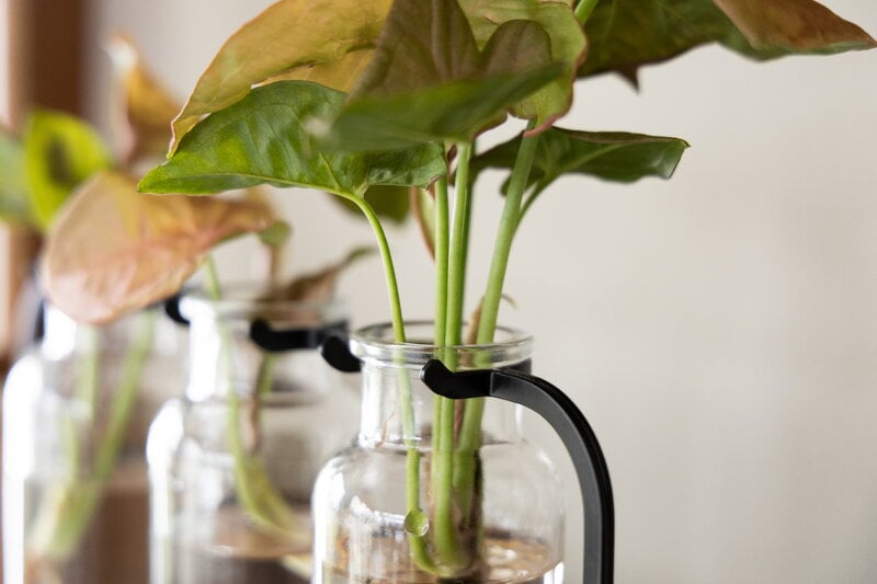 Fiskars Plant Care propagation station, green - black - clear, decoration image