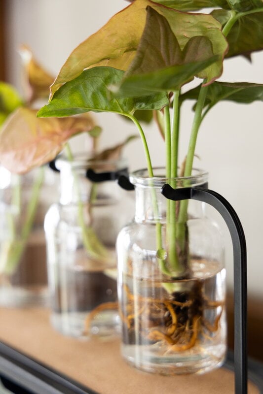Fiskars Plant Care propagation station, green - black - clear, decoration image