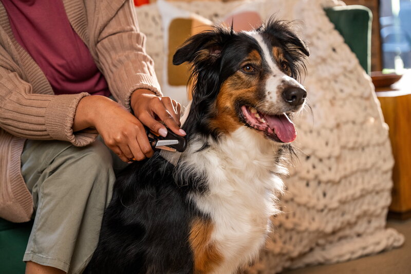 Fiskars Fiskars blending scissors for pets, decoration image