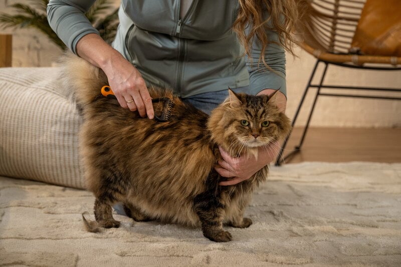 Fiskars Fiskars dematting rake for pets, decoration image