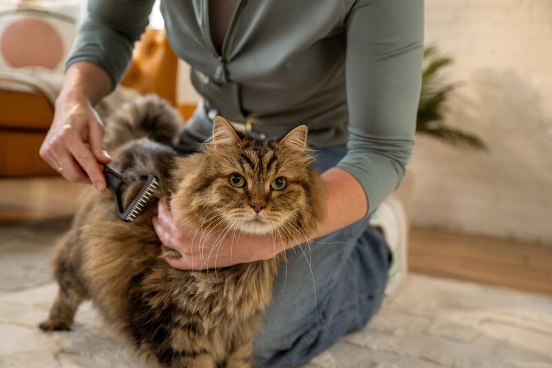 Fiskars Fiskars dematting rake for pets, decoration image