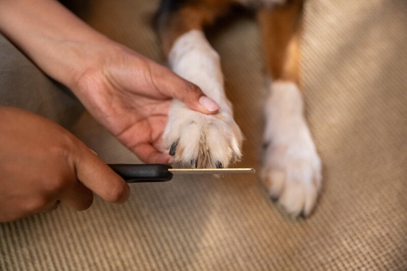 Fiskars Fiskars nail file for pets, decoration image