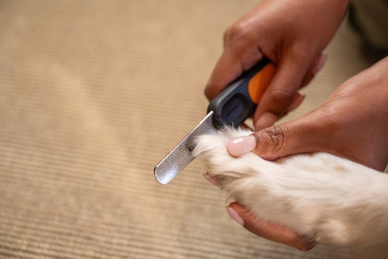 Fiskars Fiskars nail file for pets, decoration image