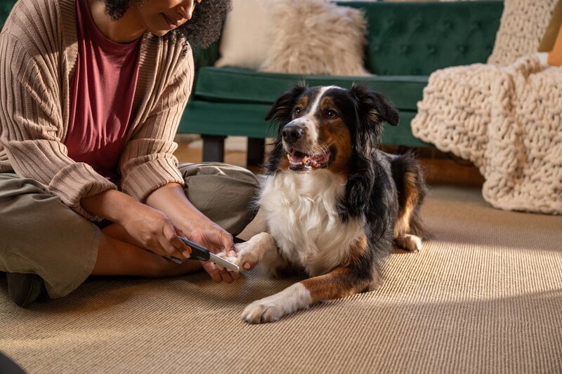 Fiskars Fiskars nail file for pets, decoration image