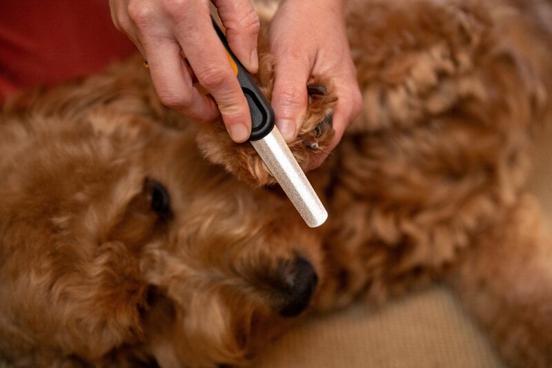 Fiskars Fiskars nail file for pets, decoration image