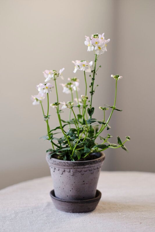 Bergs Potter Københavner Blumentopf mit Untersetzer, 10 cm, 3er-Geschenkbox, rohgrau, dekorationsbild
