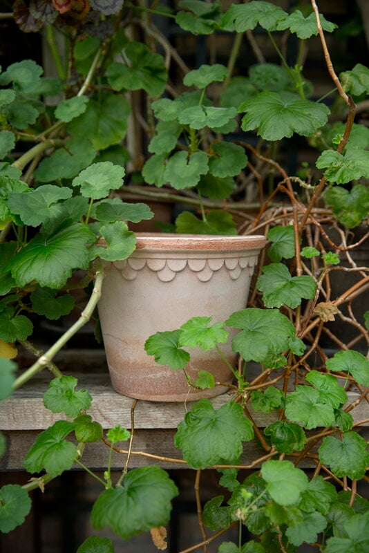 Bergs Potter Københavner Blumentopf mit Untersetzer, Raw Rosa, dekorationsbild