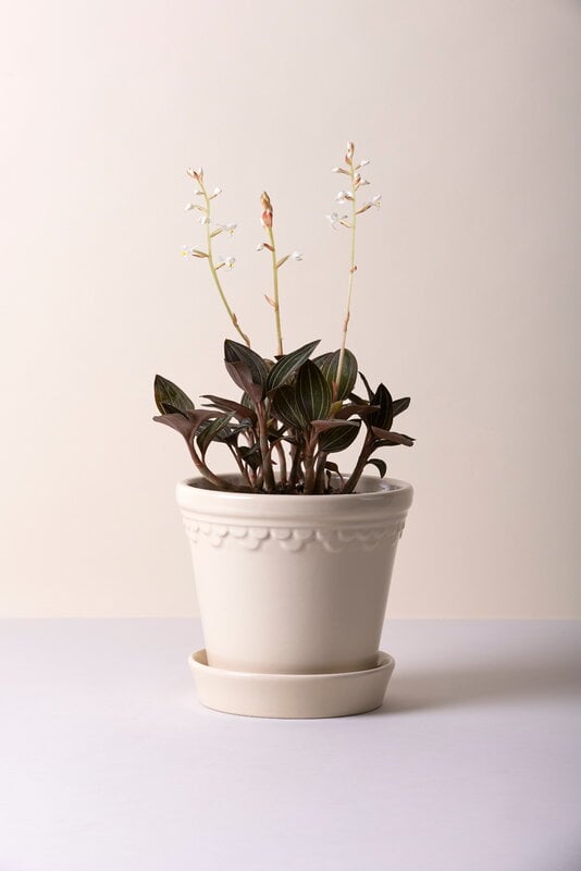 Bergs Potter Københavner maceta con plato, gres esmaltado color arena, imagen de decoración