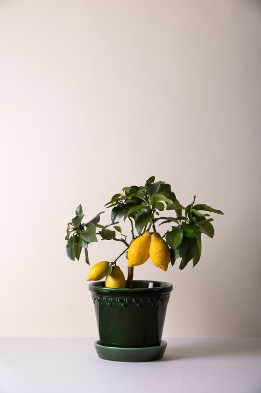 Bergs Potter Københavner pot de fleurs avec soucoupe, émeraude émaillée, image décorative
