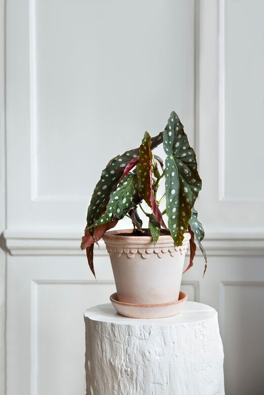 Bergs Potter Københavner Blumentopf mit Untersetzer, Raw Rosa, dekorationsbild