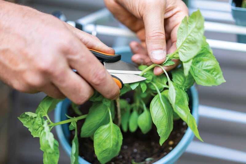 Fiskars Solid herb snip SP220, decoration image