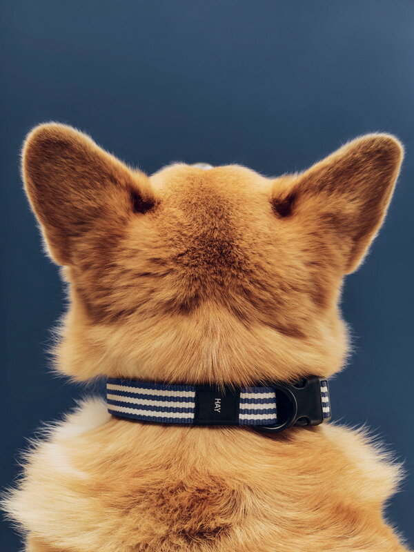 HAY HAY Dogs collar, flat, M-L, stripe, blue - white, decoration image