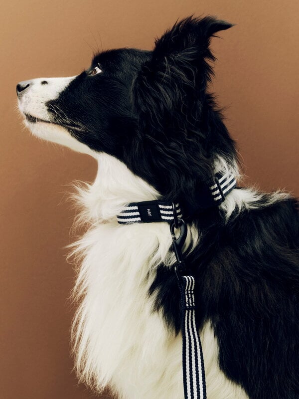 HAY HAY Dogs collar, flat, M-L, stripe, blue - white, decoration image
