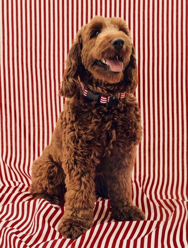 HAY HAY Dogs collar, flat, M-L, stripe, red - white, decoration image