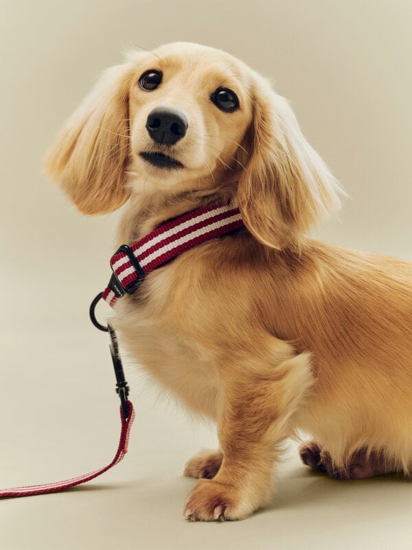 HAY HAY Dogs collar, flat, S-M, stripe, red - white, decoration image