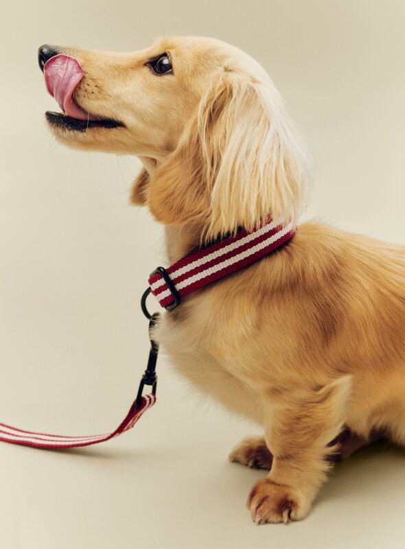 HAY HAY Dogs collar, flat, S-M, stripe, red - white, decoration image
