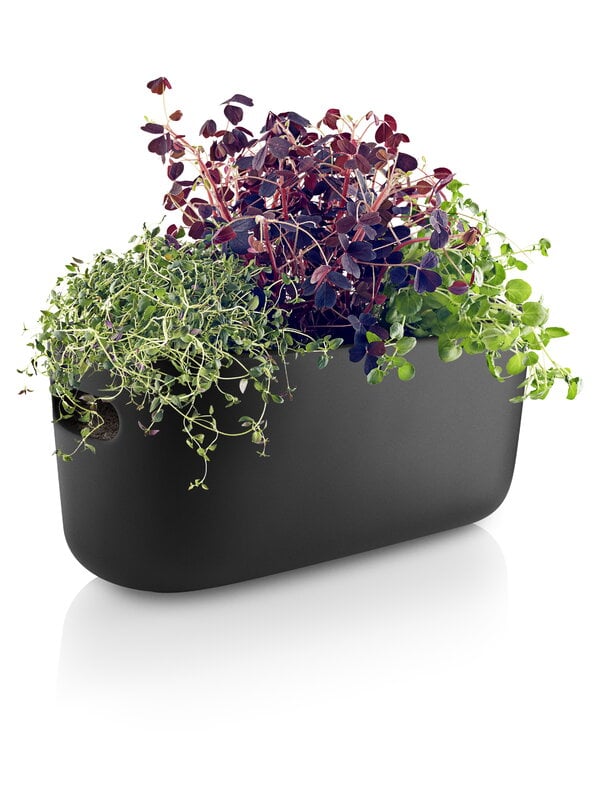 Planters & plant pots, Herb organiser, self watering, black, Black