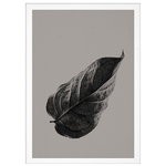 Sabi Leaf 01 juliste Sabi Leaf 01 juliste