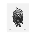 Posters, Pine Cone poster, 30 x 40 cm, White