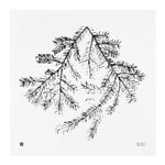 Affiches, Poster Spruce Branch, 50 x 50 cm, Blanc