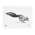 Posters, Squirrel poster, 40 x 30 cm, White