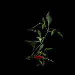 Chili Demon Red Chili Demon Red