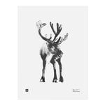 Posters, Reindeer poster, 30 x 40 cm, White